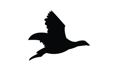 Flying American coot bird Silhouette Design  And Vector Illustration. 