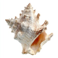 Obraz premium Close Up View Of A Seashell With Spiral Patterns