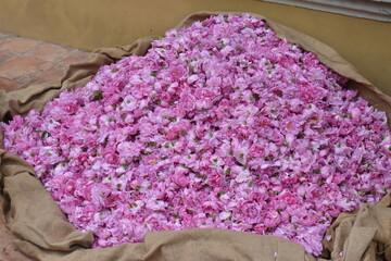 Rose centifolia