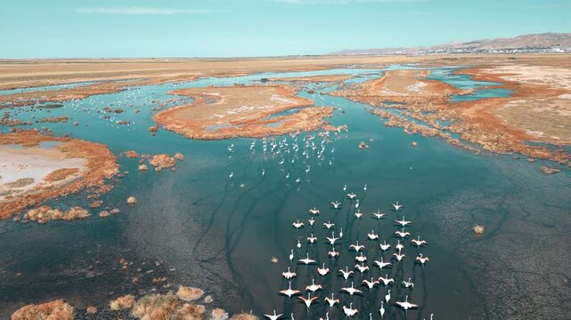 터키 술탄 습지의 갈대밭 옆에서 날개짓하며 걷는 홍학 무리 &ndash; 생태 기록 4K 영상
Flock of Flamingos Wading and Flapping Wings Near Reeds at Sultan Marshes, Turkey | 4K Ecological Footage

