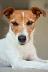 Portrait of Jack Russell Terrier dog lying on sofa. Funny pet relaxing at home