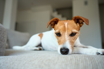 Sad Jack Russell Terrier dog lying on sofa. Lonely pet waiting for owner at home. Concept of loneliness, sadness and pet emotions