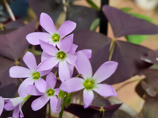 Close-up view of pink oxalis triangularis flowers blooming beautifully in a garden setting with soft blur background