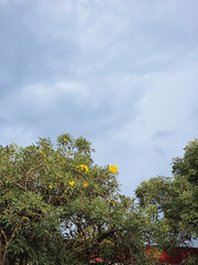 Leafy green tabebuia tree with yellow flowers under cloudy sky in a park