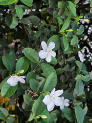 White jasmine flowers blooming on green leafy bush in bright outdoor light