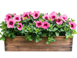Abundant pink petunias overflowing from a rustic wooden planter box isolated on transparent background