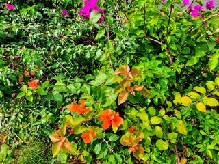 Pink and orange Bougainvillea flower blossom with green leaves background