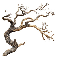 Intricate gnarled bonsai tree branches with textured bark isolated on transparent background