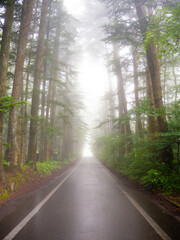 Fototapeta premium 霧に包まれた夏の林道｜Misty Forest Road in Summer