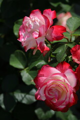 花の女王