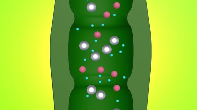A 3d animation of Xylem's function extends beyond merely transporting water from roots to stems and leaves; it also facilitates nutrient movement.