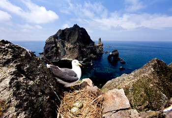 Black-tailed gull (Larus crassirostris) nesting on the rocky cliffs of Dokdo Island, South Korea....