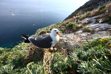 Black-tailed gull (Larus crassirostris) nesting on the rocky cliffs of Dokdo Island, South Korea....