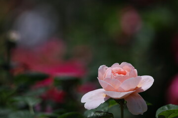 花の女王