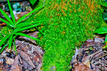 close up view of green moss in tropical forest, jambi, indonesia