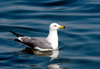 A scene from the Larus crassirostris series

