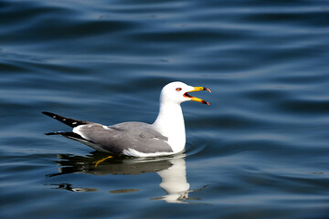A scene from the Larus crassirostris series

