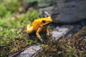 Yellow poison dart frog. Amphibian close-up.
