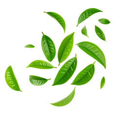 Green leaf vector icons: a natural ecology design set illustrating organic tree and plant foliage