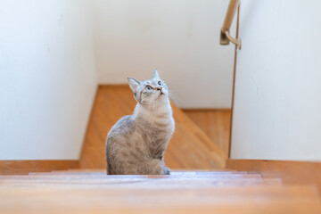 階段で見つめる可愛い猫　シャムトラ猫
