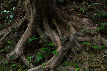 生命力あふれる木の根