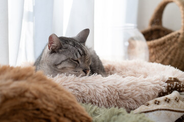 窓辺で眠る可愛い猫　サバトラ猫