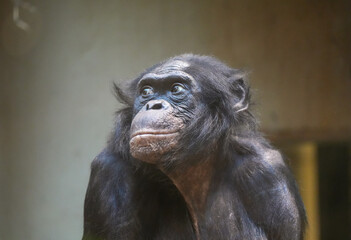 Portrait of a chimpanzee. Animal close-up.

