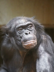 Portrait of a chimpanzee. Animal close-up.
