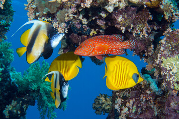 tropical fish in the Red Sea