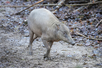 Portrait of a tapir in nature. Animal close-up. Tapirus.

