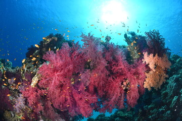 coral reef in the red sea
