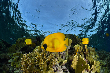 yellow fish in aquarium