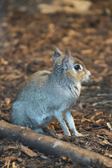 A Chacoan mara sits on the ground. Close-up of a rodent. Chacoan cavy. Dolichotis salinicola.
