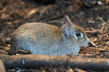 A Chacoan mara sits on the ground. Close-up of a rodent. Chacoan cavy. Dolichotis salinicola.
