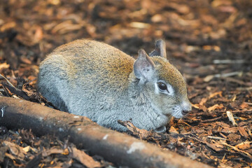 A Chacoan mara sits on the ground. Close-up of a rodent. Chacoan cavy. Dolichotis salinicola.
