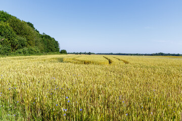  A dirt road runs alongside a golden wheat field dotted with blue cornflowers, bordered by green grass and trees under a clear sky.