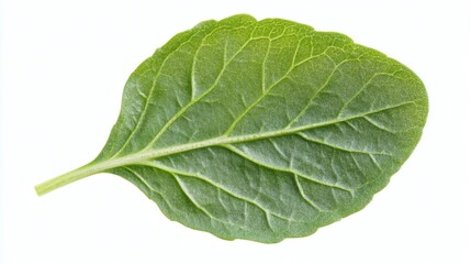 Obraz premium Close-up of a single, vibrant green leaf.