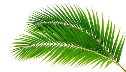 Obraz premium Vibrant palm fronds against white