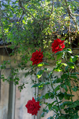 Trio of Red Roses in a Rustic Garden