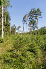 Young Pine Trees in a Forest Clearing