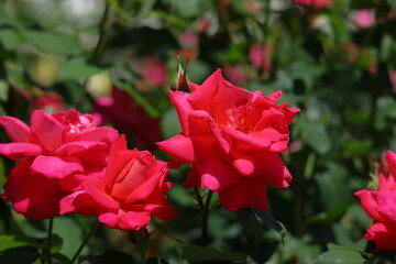 花の女王
