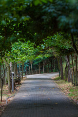 A serene paved path winds through a lush