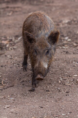 A wild boar sniffs the ground in a natural, earthy setting