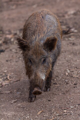 A wild boar sniffs the ground in a natural, earthy setting