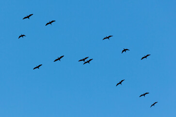 A flock of birds flying in a line across a blue sky