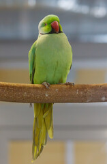 A green parrot is perched on a branch