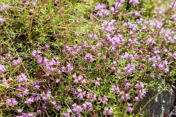 Fototapeta premium Wild Thyme in Bloom in a Sunny Field