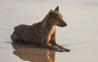 A dog is laying on the beach, looking at the camera