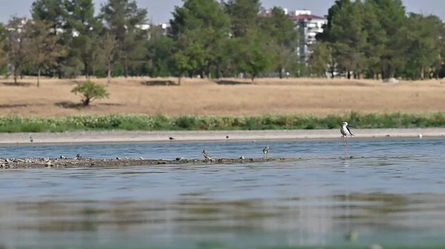 Black-winged Stilt (Himantopus himantopus) nests in suitable places on the edges of wetlands in the Diyarbakır Tigris Valley, and this region is an important breeding ground for them.