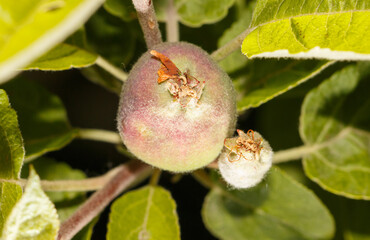 A small apple is on a tree branch